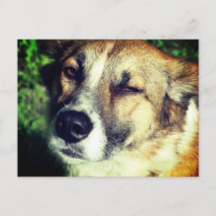 Happy Dog in the sun Photo postcard