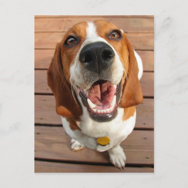 Happy Dog Postcard (Front)