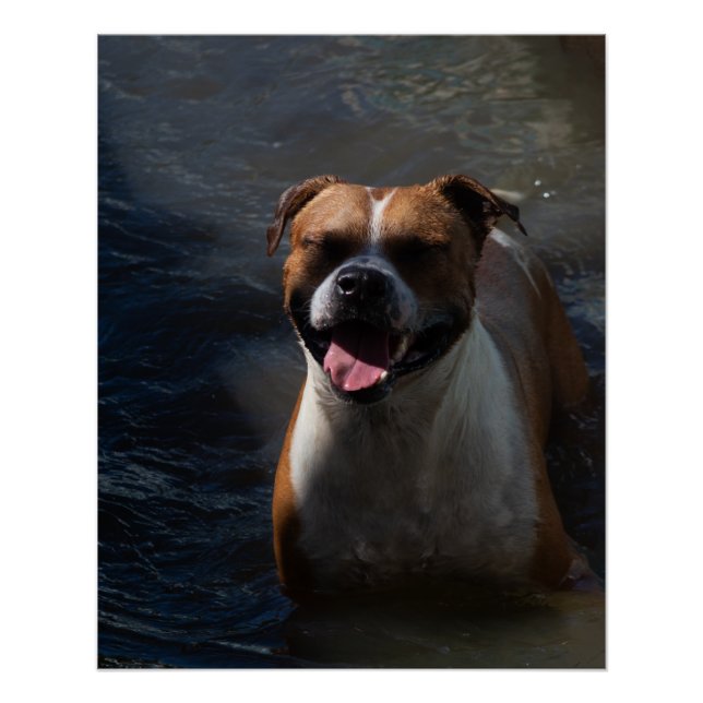 Happy Dog Swimming Poster (Front)