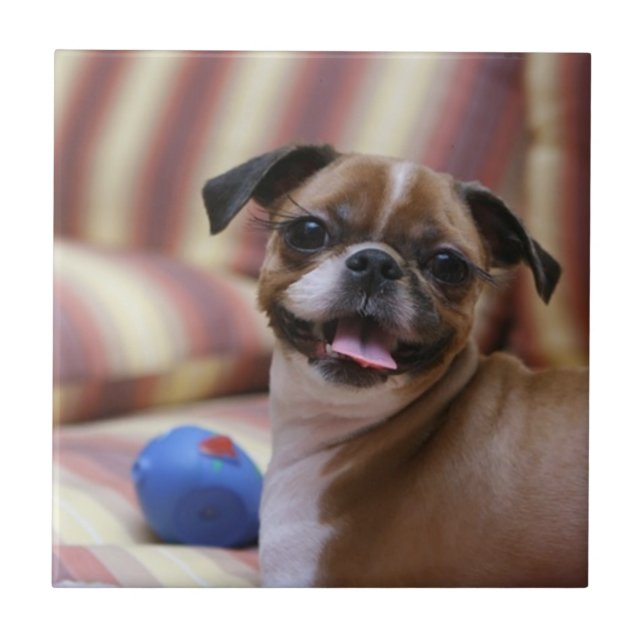Happy Dog with Toy Tile (Front)