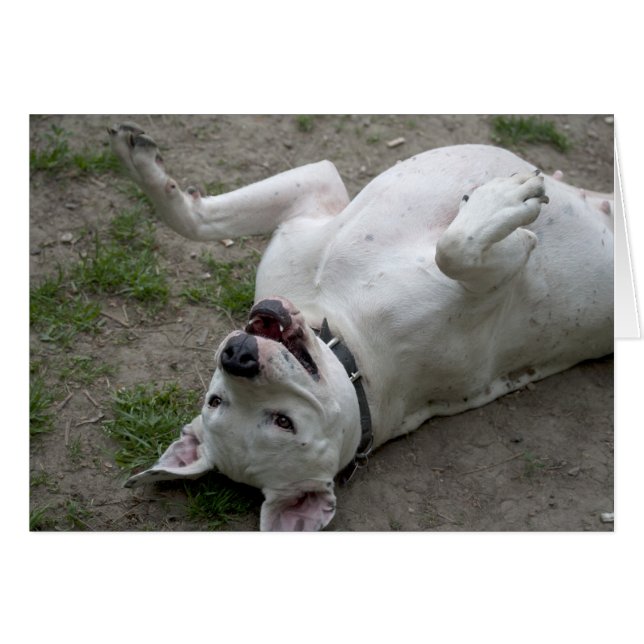 Happy Dogo Argentino Girl (Front Horizontal)