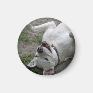 Happy Dogo Argentino Girl Magnet