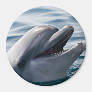 Happy Dolphin Close‑Up Above Blue Water Magnet