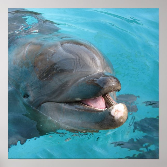 Happy Dolphin Poster (Front)