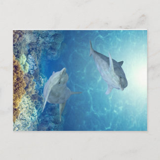 happy dolphins postcard