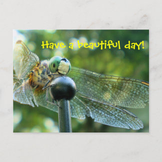 Happy Dragonfly Postcard