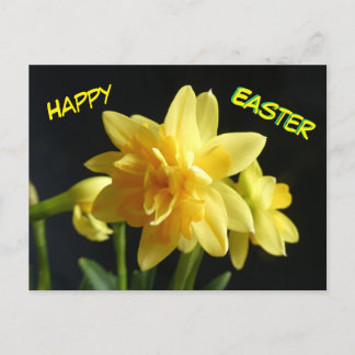 Happy Easter Double-flowered Daffodils Postcard