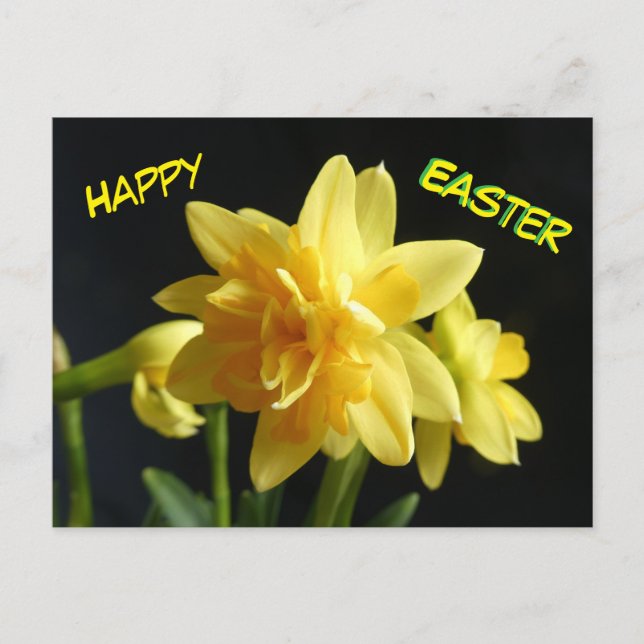 Happy Easter Double-flowered Daffodils Postcard (Front)