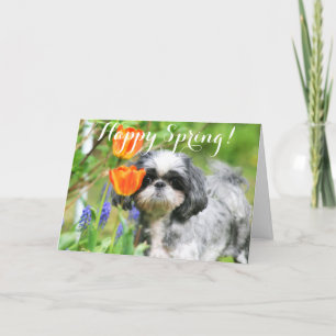 Happy Easter Shitzu Girl Greeting Card