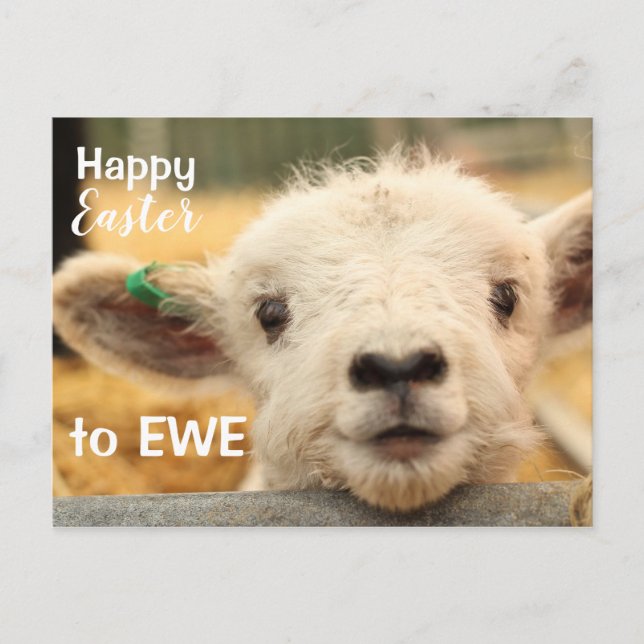 Happy Easter to EWE. Holiday Postcard (Front)