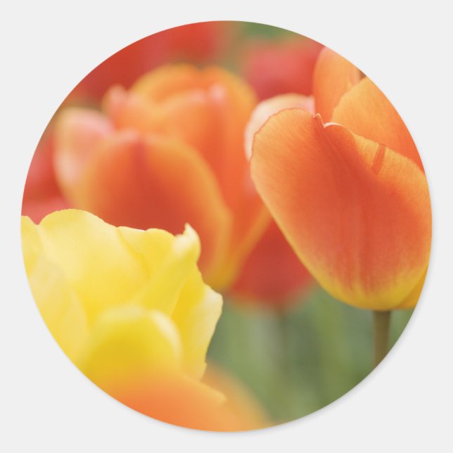 Happy Easter Tulips Classic Round Sticker (Front)