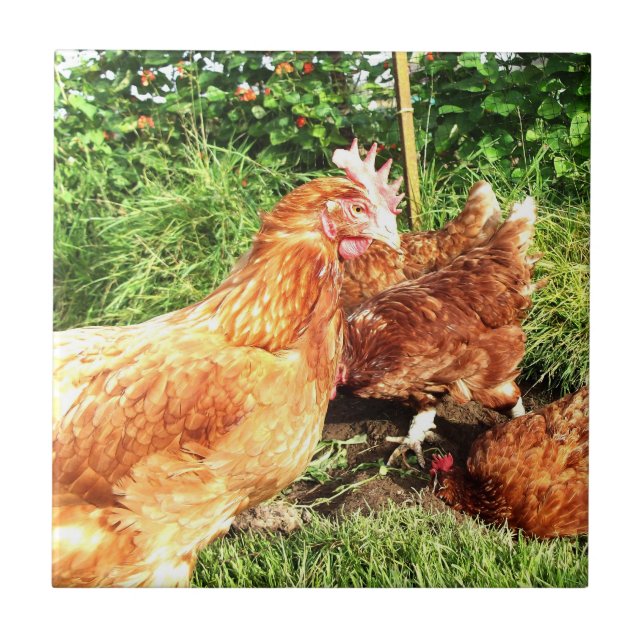Happy Free range ex-battery chickens Tile (Front)