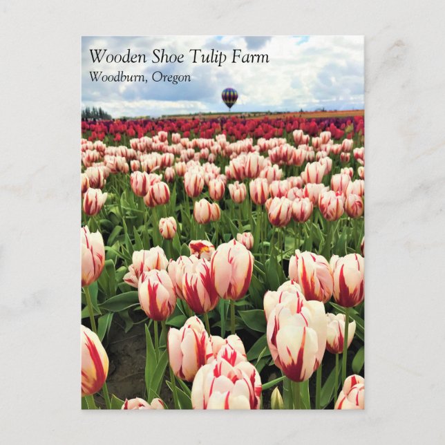 Happy Generation Tulip Field, Oregon Postcard (Front)