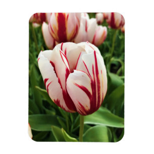 Happy Generation Tulip, Oregon Magnet