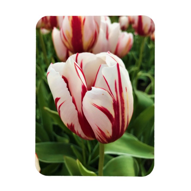 Happy Generation Tulip, Oregon Magnet (Vertical)