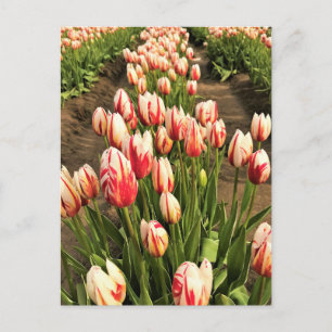 Happy Generation Tulips Postcard