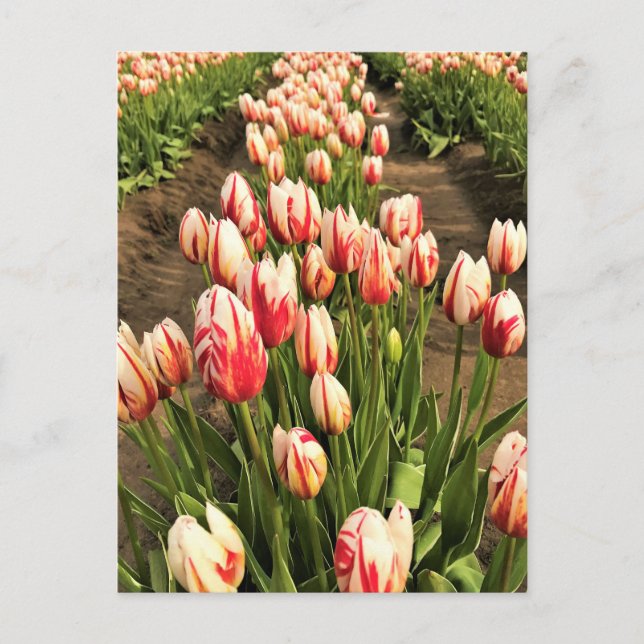 Happy Generation Tulips Postcard (Front)