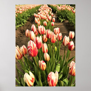 Happy Generation Tulips Poster
