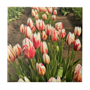 Happy Generation Tulips Tile
