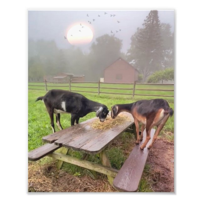 Happy Goats At Sunset Photo Print (Front)