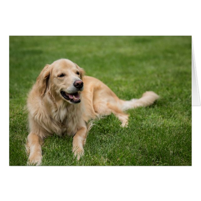 Happy Golden Retriever (Devant horizontal)