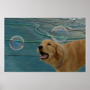 Happy Golden Retriever Poster