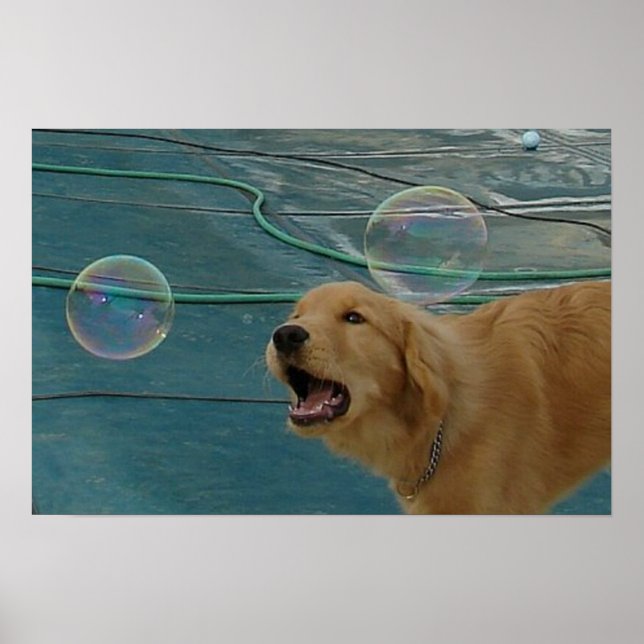 Happy Golden Retriever Poster (Front)