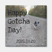 Happy Gotcha Day Pet