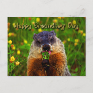 Happy Groundhog Day Eating Flower Postcard