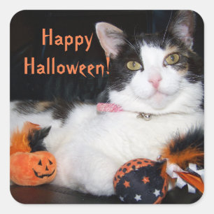 Happy Halloween Cat Calico Kitty Square Sticker