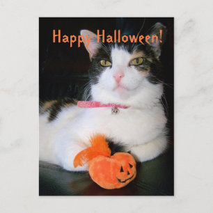 Happy Halloween Cat with Pumpkin Holiday Postcard