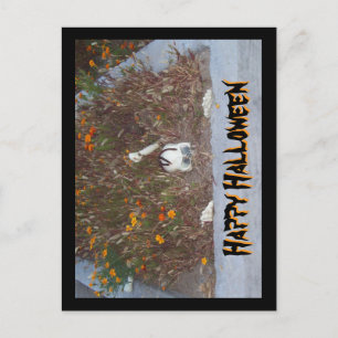 Happy Halloween Faux Skeleton in Marigold Patch Postcard