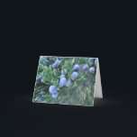 Happy Hanukkah: Juniper Berries Holiday Card<br><div class="desc">Lovely blue juniper berries grace the outside of this card,  while inside in blue it reads "Chag Urim Sameach!" Send this to all of your friends for the Holiday of Lights and let them know you're celebrating with them.</div>