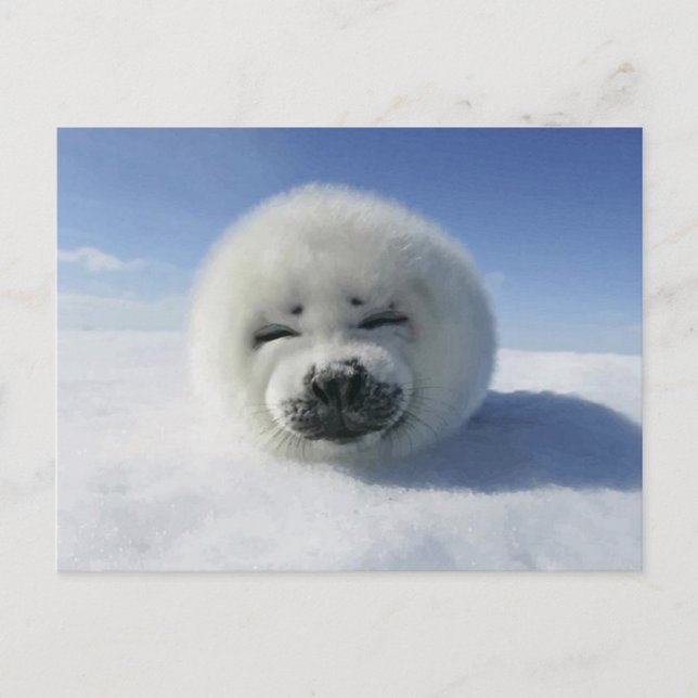 Happy Harp Seal Postcard (Front)
