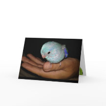 Happy Hatch Day Bird Birthday Greeting Card Art