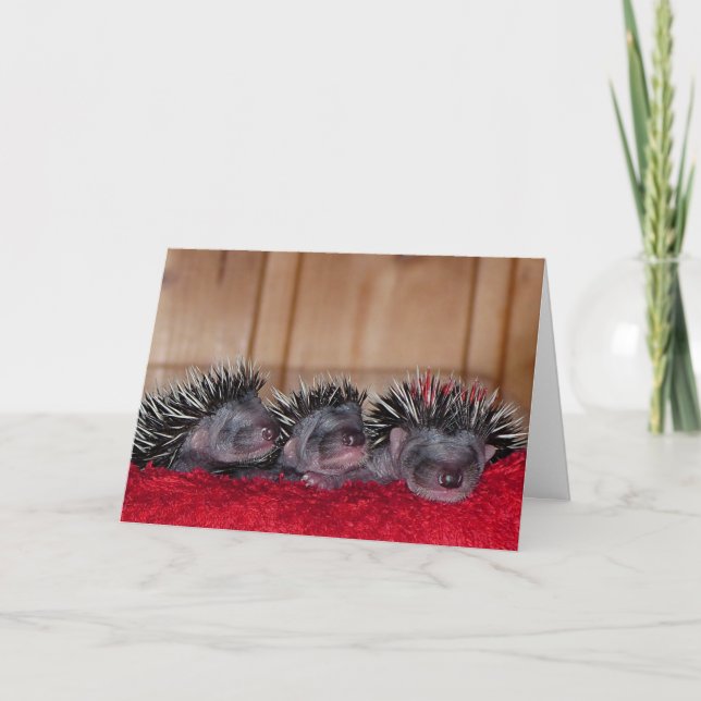 Happy Hedgehog Day! Card (Front)