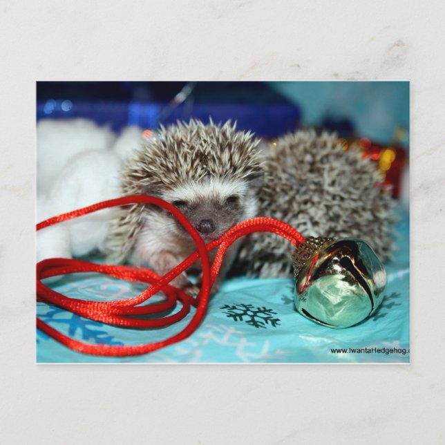Happy Hedgehog Holidays Holiday Postcard (Front)