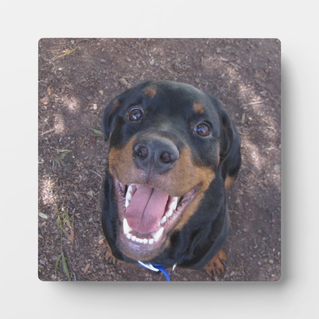 Happy Heidi Rottweiler Photo Plaque (Front)