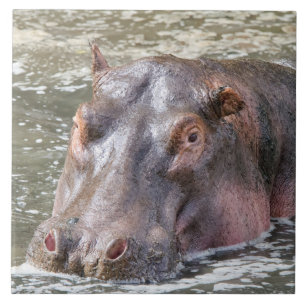 Happy Hippo Tile