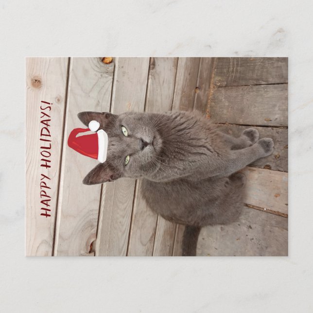 Happy Holidays CaGray Cat  Postcard (Front)