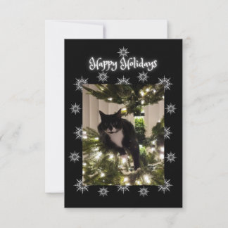 Happy Holidays greeting. Tuxedo cat.
