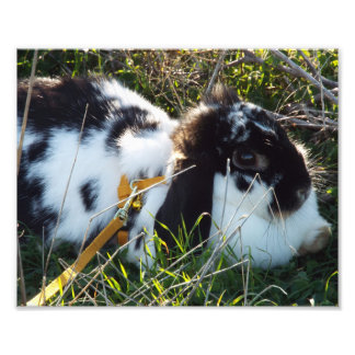 Happy Hoppy Photo Print