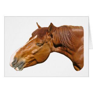 Happy horse