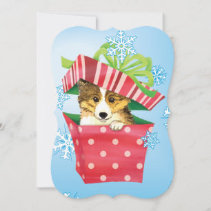 Happy Howlidays Sheltie Holiday Card