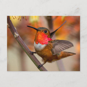 Happy Hummingbird With Wings Out Postcard