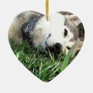 Happy Husky Ceramic Ornament