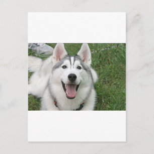 Happy Husky Postcard
