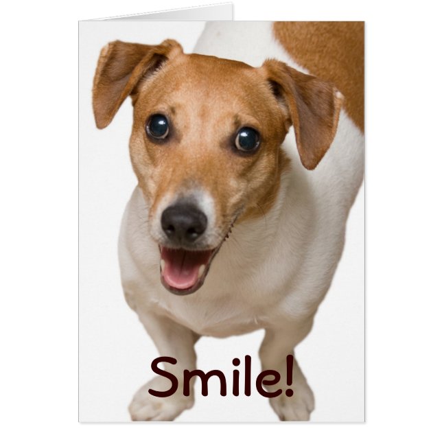 Happy Jack Russell Terrier Greeting Card (Front)