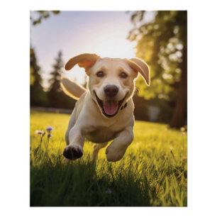 Happy Labrador Puppy Running  Poster