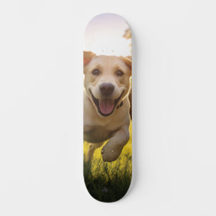 Happy Labrador Puppy Running Skateboard